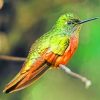rufous hummingbird paint by numbers