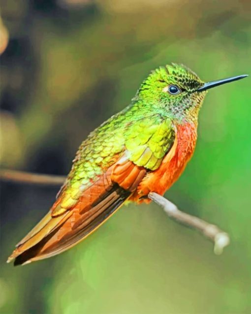 rufous hummingbird paint by numbers