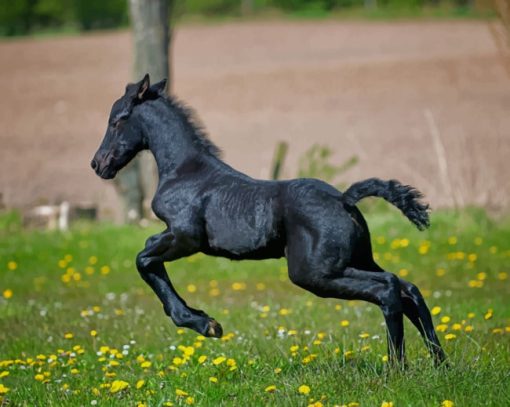 Black Running Foal paint by numbers