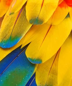 Scarlet Macaw's Feather paint by numbers