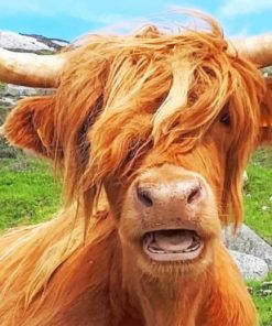 Scottish Highland Cow painting by numbers