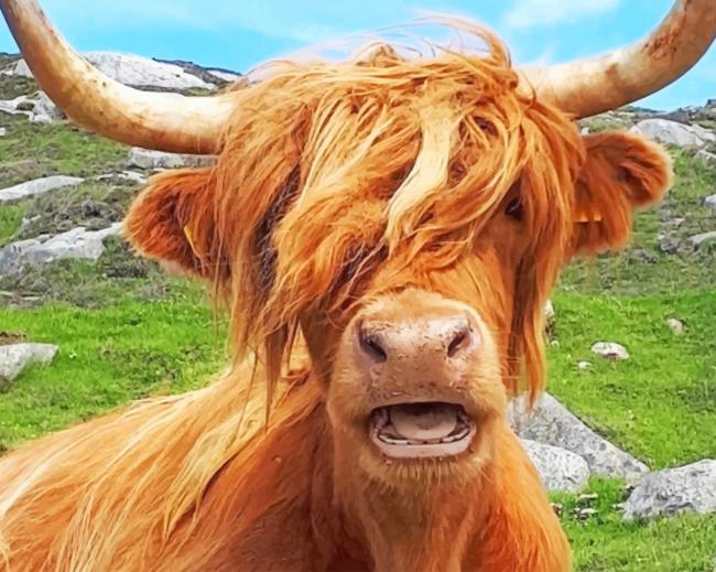 Scottish Highland Cow painting by numbers