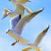 Flying Seagulls paint by numbers