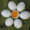 Seven Chicken Eggs On Grass painting by numbers