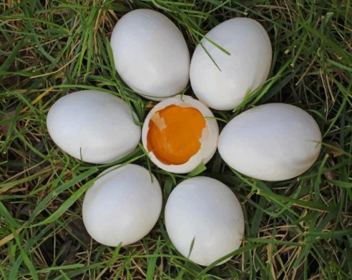 Seven Chicken Eggs On Grass painting by numbers