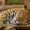 Sleeping Leopard paint by numbers