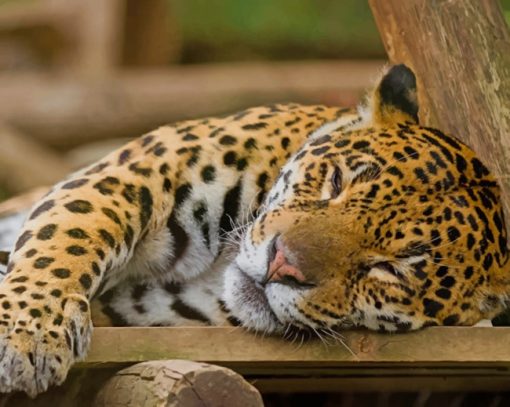 Sleeping Leopard paint by numbers