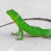 Small Green Lizard painting by numbers