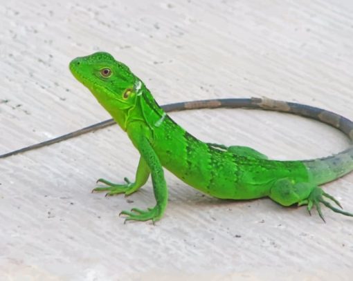 Small Green Lizard painting by numbers