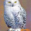 Snowy Owl painting by numbers