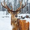 Snowy Deer painting by numbers