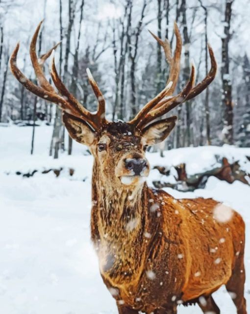 Snowy Deer painting by numbers