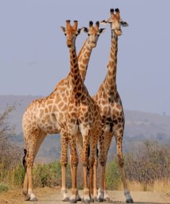 South African Giraffes paint by numbers