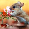 Squirrel Smelling Flower paint by numbers