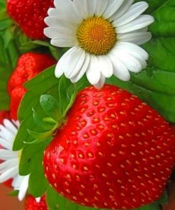 Strawberry And White Flower painting by numbers