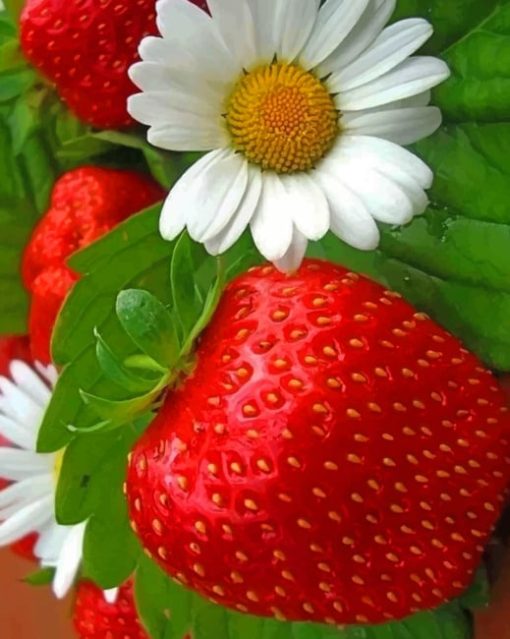 Strawberry And White Flower painting by numbers