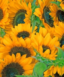Yellow Sun Flowers paint by numbers