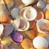 Sunny Sea Shells paint by numbers