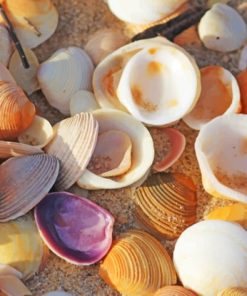Sunny Sea Shells paint by numbers