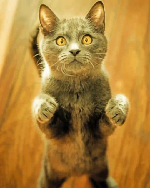 Grey Cat Standing On His Feet paint by numbers