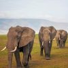 African Tanzanian Elephants paint by numbers