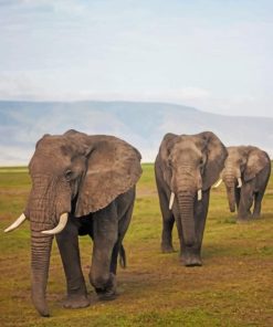 African Tanzanian Elephants paint by numbers