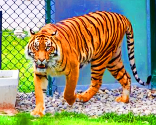 Tiger In Captivity paint by numbers