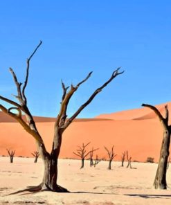 Dead Trees In The Desert paint by numbers