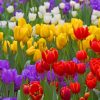 Diverse Colorful Tulip Flowers paint by numbers