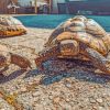 Turtles In The Sun paint by numbers