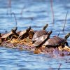Florida's Redbelly Turtles paint by numbers