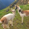Two Brown And White Young Llamas painting by numbers