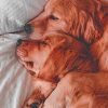 Two Brown Dogs Sleeping painting by numbers
