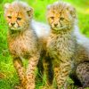 Two Cheetah Cubs paint by numbers