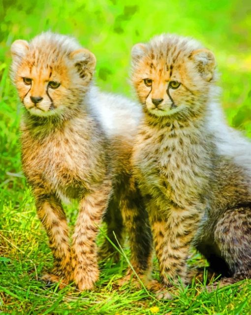 Two Cheetah Cubs paint by numbers