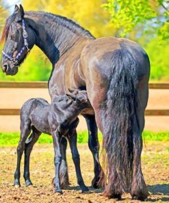 A Horse And A Baby Foal paint by numbers