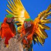 Two Parrots Spreading Wings paint by numbers