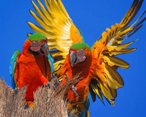 Two Parrots Spreading Wings paint by numbers