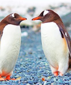 Two Penguins Standing paint by numbers