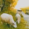 Two Sheep Eating Grass painting by numbers