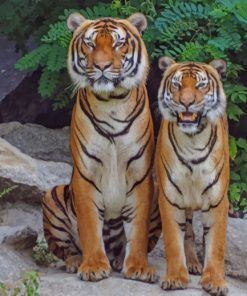 Two Tigers Sitting paint by numbers