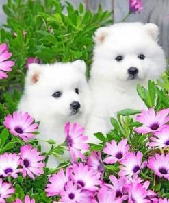 Two White Puppies paint by numbers