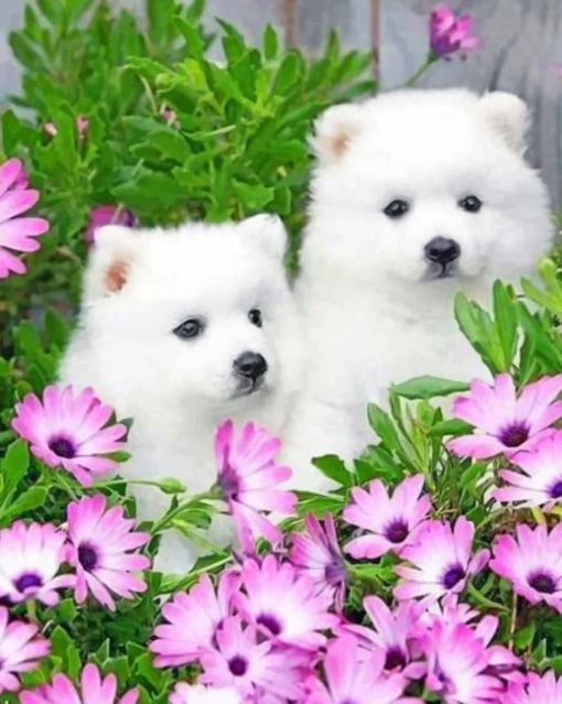 Two White Puppies paint by numbers