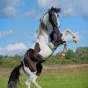 White And Black Horse Jumping painting by numbers