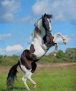White And Black Horse Jumping painting by numbers