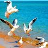Beautiful Birds In Sea painting by numbers