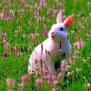 White Bunny In A Grassland paint by numbers