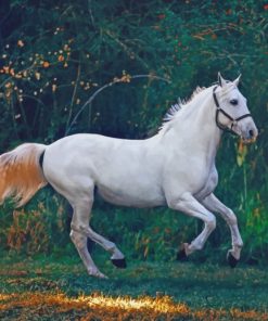 White Horse Running painting by numbers