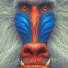 White Mandrill painting by numbers