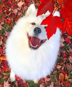 White Puppy With Red Leaves paint by numbers